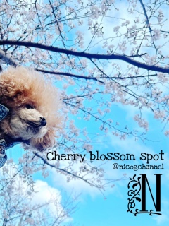 ����ɍL�����Ă���̎}�̉��Łc