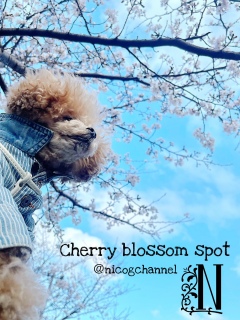 �j�R����񂲋��͂��肪�Ɓ[