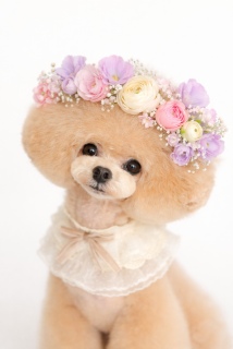 �v�����v�g���J���Ă��̂ł���Ă݂����c