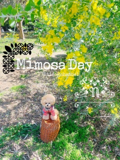 ���̓��~���U���ˁ[