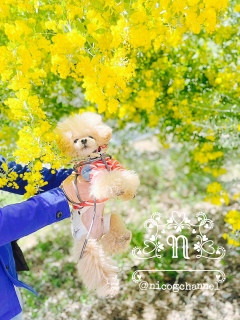 ���p�p���t�g