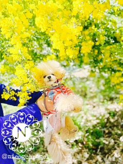 ���V�C�ǂ������̂ŃL���L���̌����������ĂăL���C�ł����[