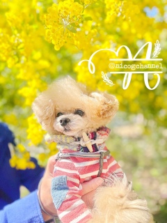 �L���L���ɕ����Ȃ��j�R�W���D���[�I