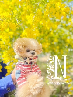 �|���|���̃~���U���������āc