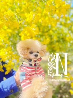 �ǂ�ȃ����R���D���ł����H