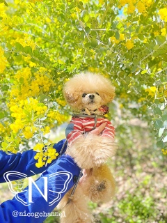 �����ă{�c�ɂ���ʐ^�����܂薳����