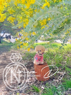 ��N�̒��ň�ԍD���ȉԂ̓_���g�c�~���U