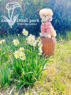 �ۂ���Ƃ��ĂĔ�ꂽ�̂��ȁH