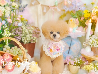 DogsalonLouis�������ʐ^1