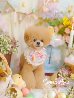 DogsalonLouis�������ʐ^����3