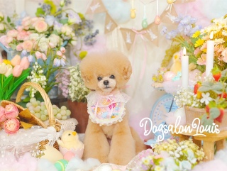 DogsalonLouis�������ʐ^����4