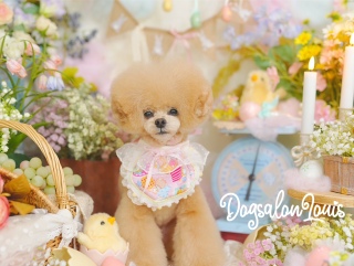 DogsalonLouis�������ʐ^����5