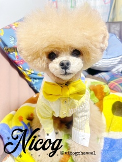 ��������ĂȂ����������̂����H