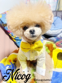 ���C�Ȃ��j�R�W�Ȃ񂾂��ǂ�