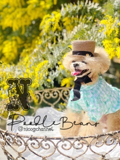 �����ア�̂�ˁH