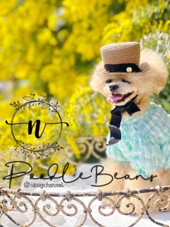 �オ�y�����y�������Ă܂����c