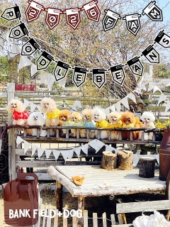 �������ƃV���[�S�[