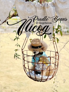 �Ȃ��Ȃ��ڐ��͖Ⴆ�܂���