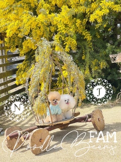 �W���[�������Nicog