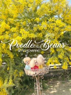 ��񂱌����ăj�R�W�������ė����H