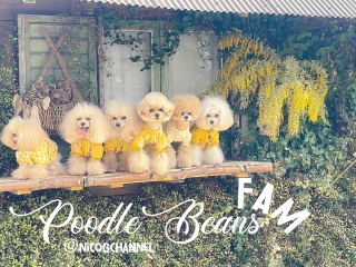 �x�[�W���g�[���̖ѐF����