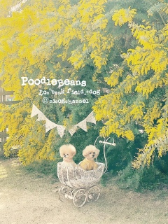 �j�R�W�Ɨ��Ă����