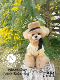 �܂��܂�little rhythnnne�X�q