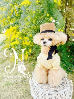 �����܂�blue bleu bleue�̃u���E�X�����[���ȁH