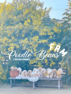 �܊p�̑�l���Ȃ̂Ɏ���iPhone��͐F���c