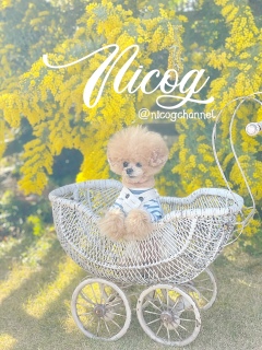 �o�u�����ڂ̃j�R�W�܂�