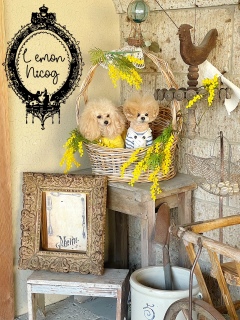 �J�S�ɒ��ǂ������āc