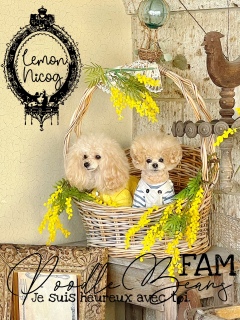 ������PoodleBeans�������`�I