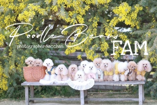 �Ȃ������̃V���[�S�[��