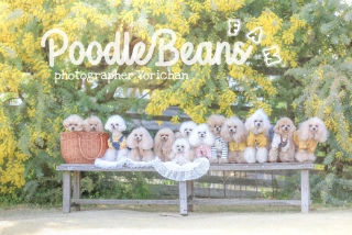 ������͂�肿���̃V���[�S�[��