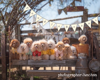 ������̃V���[�S�[��͂���񂿂��