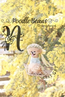 �`���b�s�[�ɉԊ����Ė������[