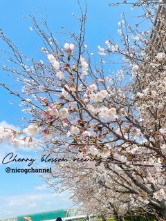 �܂����J�ł͂Ȃ������ł��c