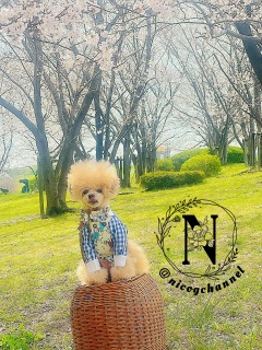 �s�N�j�b�N�͎��͎n�܂��Ă��c