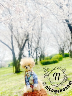 �V�����Ƃ��Ă�[