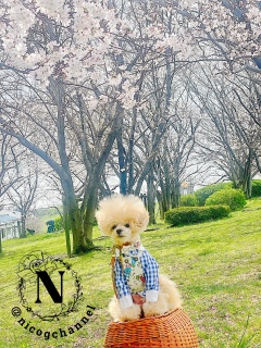 �ۈ牀�̎q�B���\���ăr�r��j�R�W