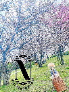 ���J�ł͖��������Y�킾�����Ȃ�