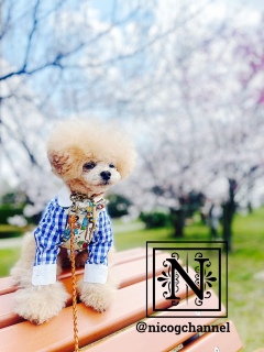 ���ƃj�R�W���f�G