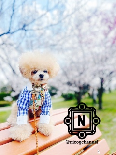 �y�������Ȃ���ł͖������ǂˁ[