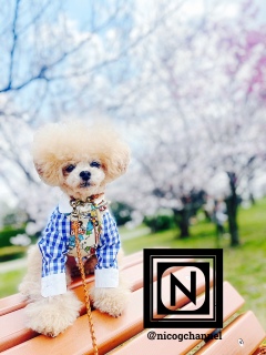 �ǂ���D���Ń{�c�ɂ͏o�����c