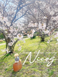 �J�S�̑�͕֗�