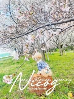 �ۂ��Ƃ��Ăĉ���