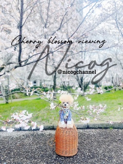 ���̐L�т��}���D�������ǎł̂Ƃ������Ő������Ăė~������