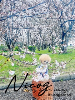 �}�̊Ԃɓ�����ăj�R�W�͌����ȁH