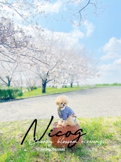 iPhone�悾����h���[�~�[�ɂ͂Ȃ�Ȃ����ǎ��̒��ł͌��E�h���[�~�[���ȁH