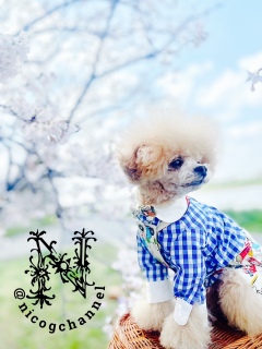 �������x�����ĂĂ������͌��Ȃ��j�R�W�܂�